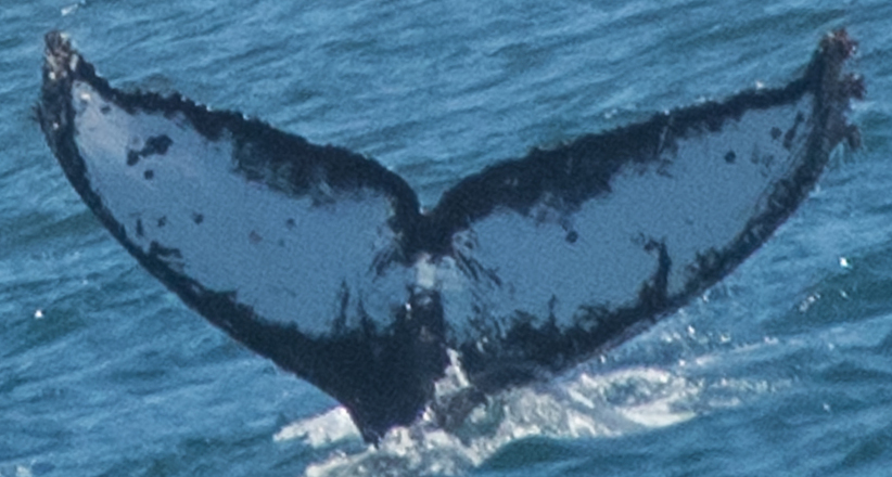 Fluke of Whiskers (California)