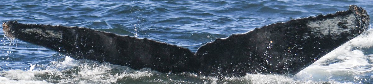 Fluke of CRC-19838