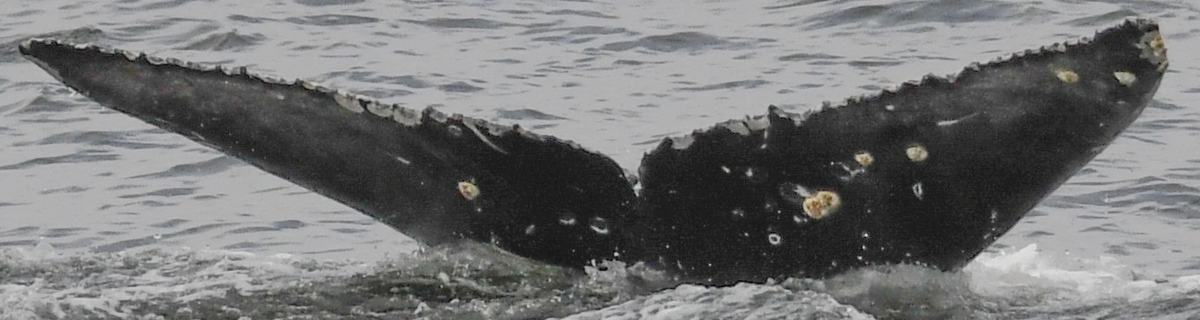 Fluke of CRC-19837