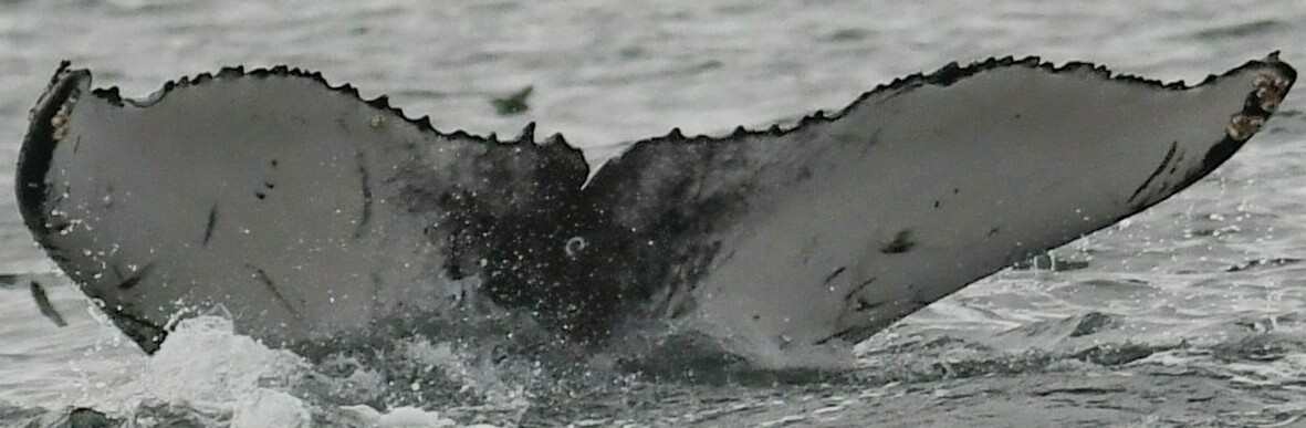 Fluke of Augustin (California)