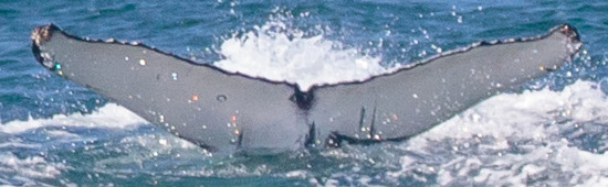Fluke of CRC-19835