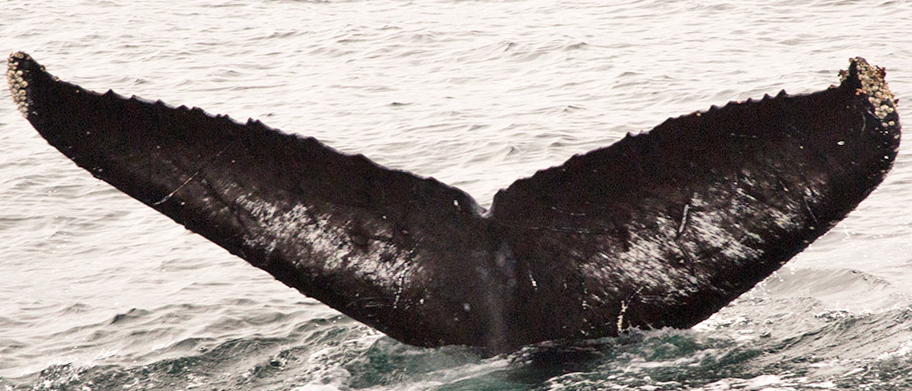 Fluke of CRC-12457