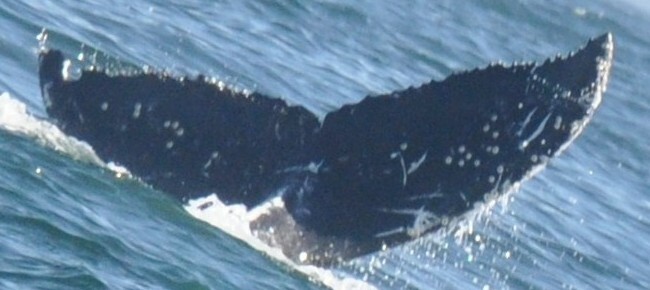 Fluke of Bandit (Salish Sea)