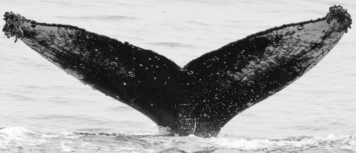 Fluke of CRC-17019