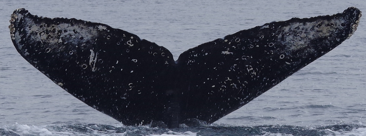 Fluke of Jellybean (Salish Sea)