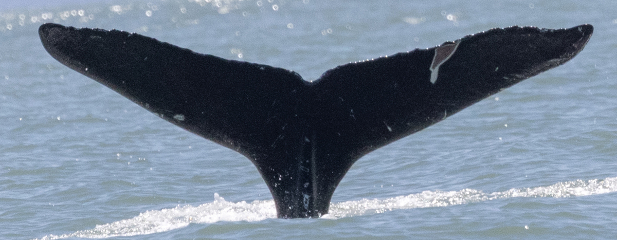 Fluke of Yakima (Salish Sea)