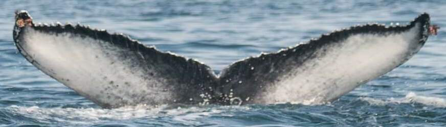 Fluke of Kelpie (Salish Sea)