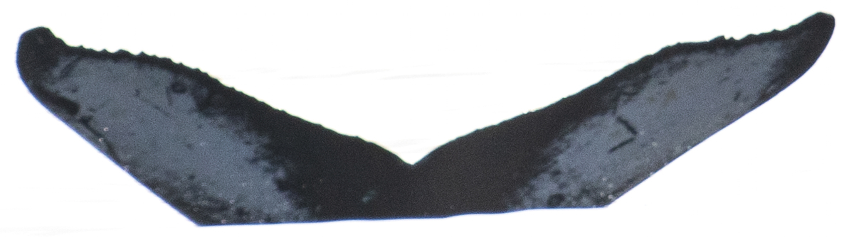 Fluke of CRC-19822