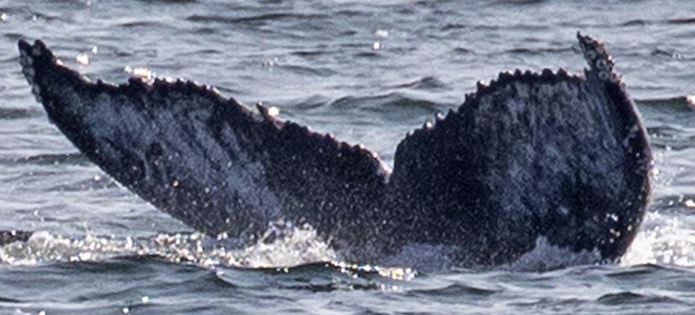 Fluke of CRC-19821