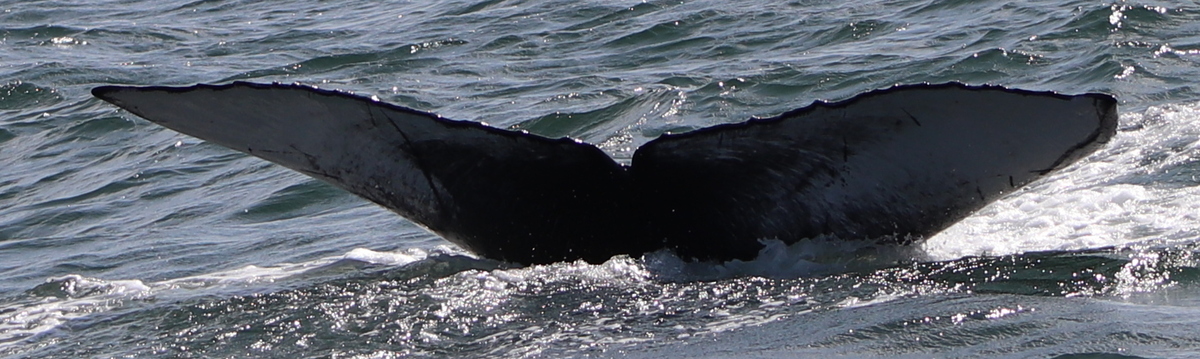 Fluke of Malachite (Salish Sea)