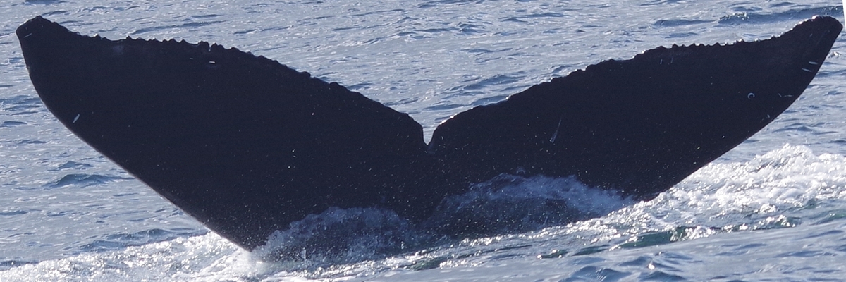 Fluke of Mozart (Salish Sea)