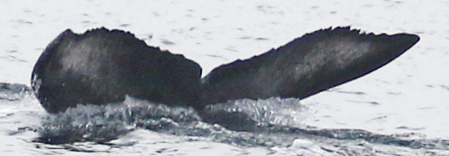 Fluke of Hendrix (Salish Sea)