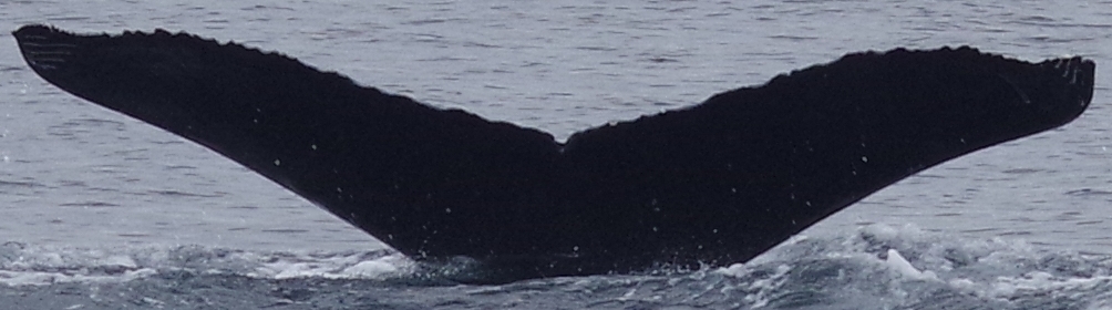 Fluke of CRC-19815