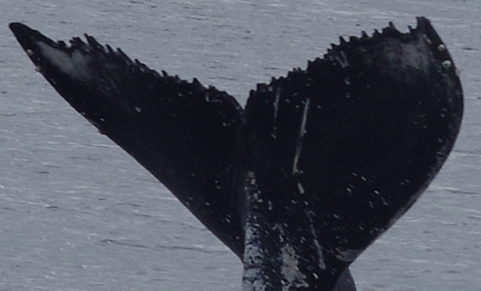 Fluke of CRC-19814