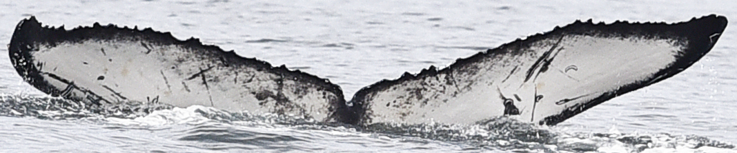 Fluke of Chi (Salish Sea)