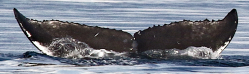 Fluke of NEKIXI¸ḴEN (BC)