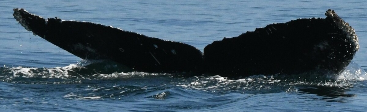 Fluke of CRC-21366
