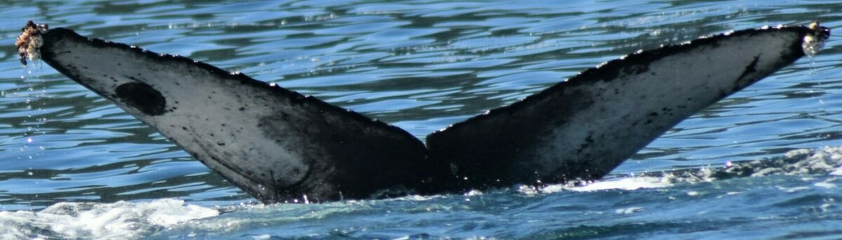 Fluke of CRC-20583