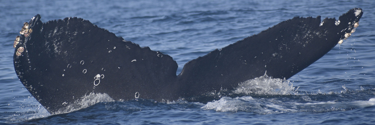 Fluke of HW-MN0522753