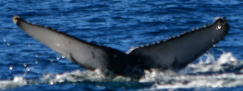 Fluke of HW-MN0522760