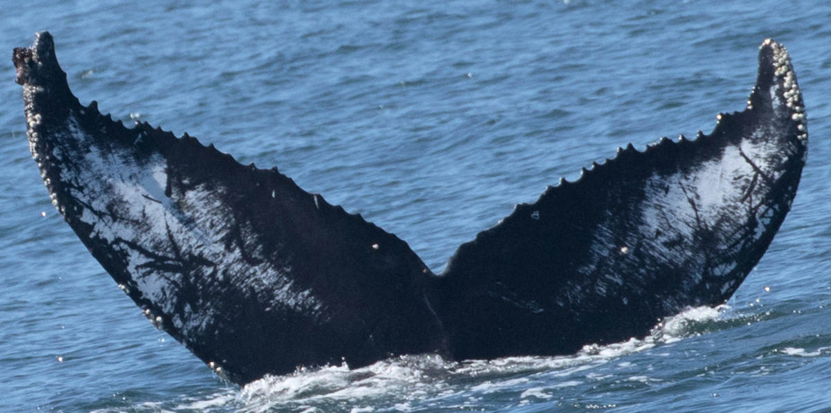 Fluke of CRC-17156