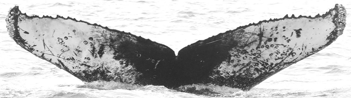 Fluke of CRC-15593