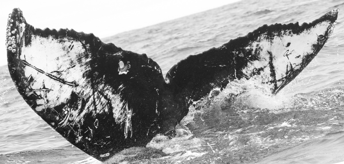 Fluke of CRC-15598