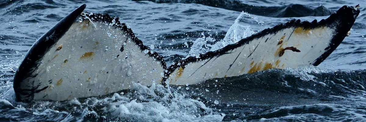 Fluke of HW-MN1303536