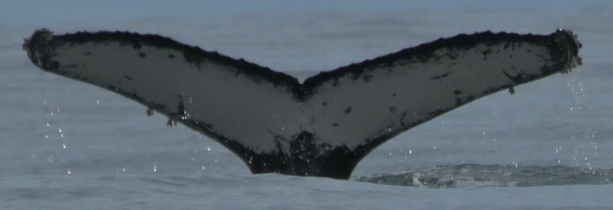 Fluke of HW-MN1303565