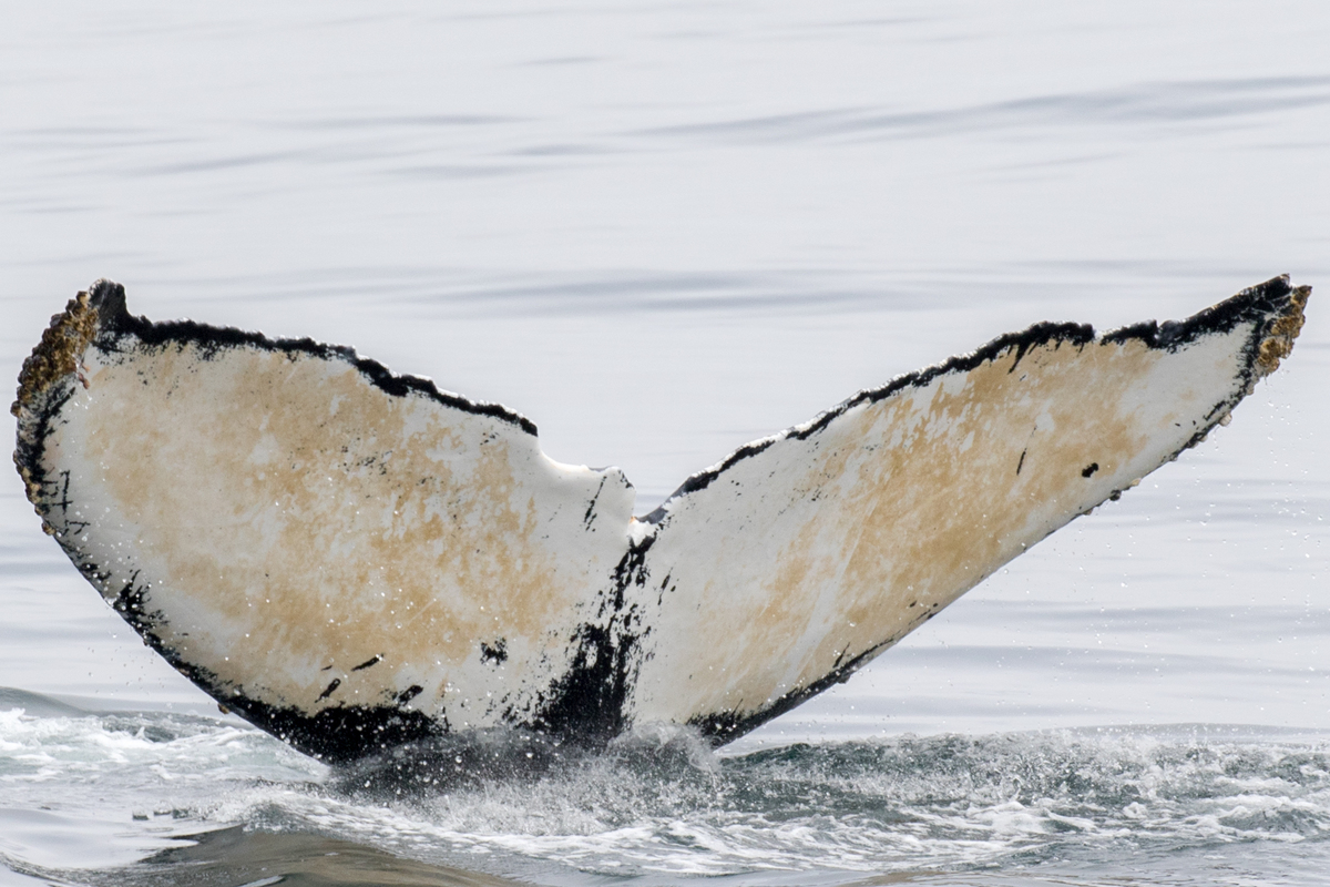 Fluke of Whaleyla (California)