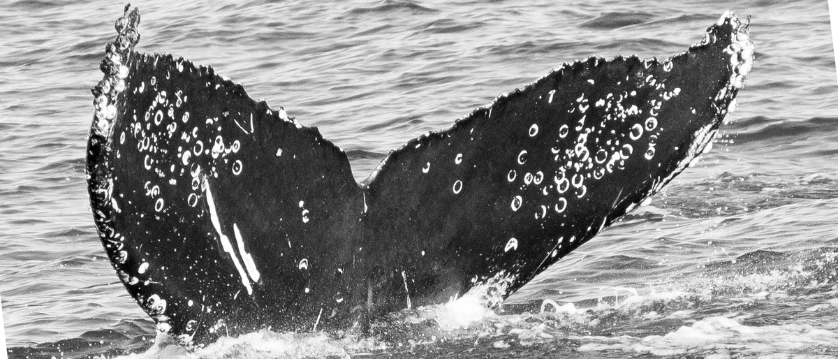 Fluke of CRC-20436