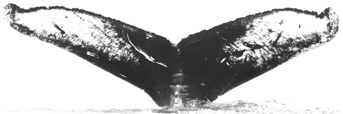 Fluke of CRC-15646