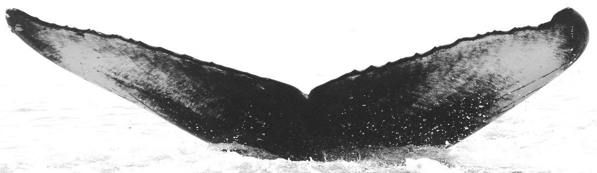 Fluke of CRC-15648