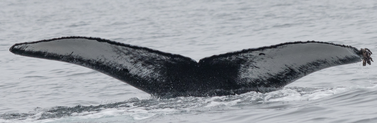 Fluke of CRC-19808