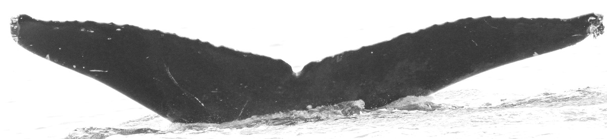 Fluke of CRC-15650