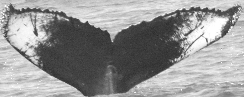 Fluke of Direwolf (California)