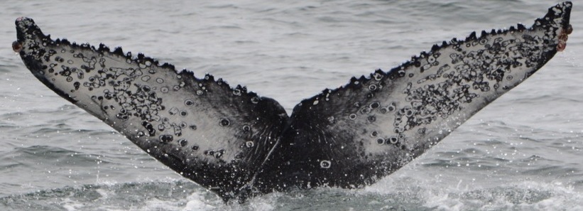 Fluke of CRC-17145