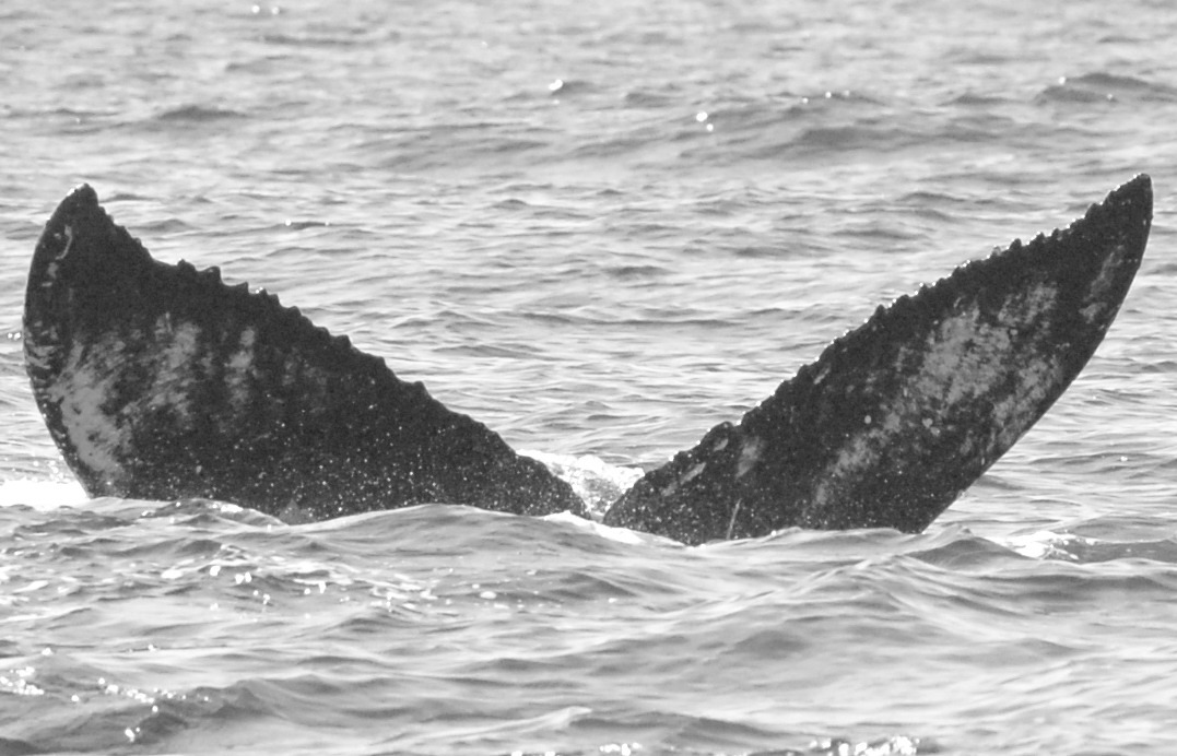 Fluke of BCY0637