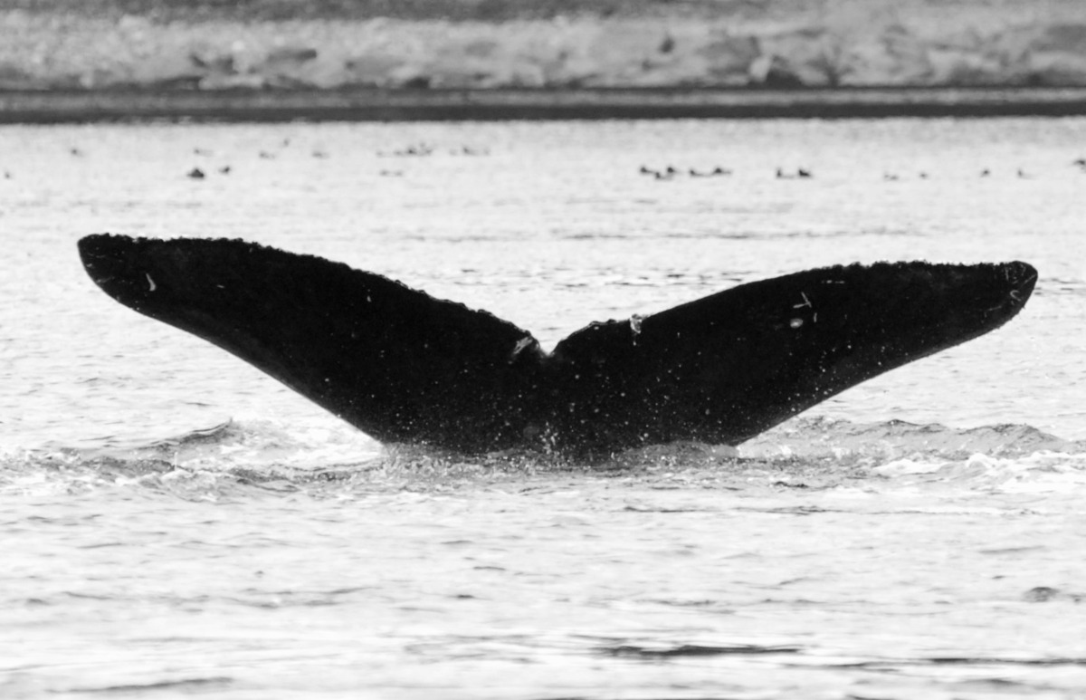 Fluke of BCX1157