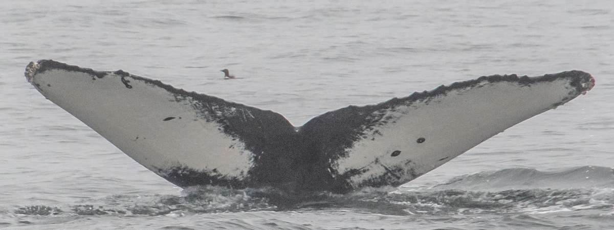 Fluke of CRC-10502