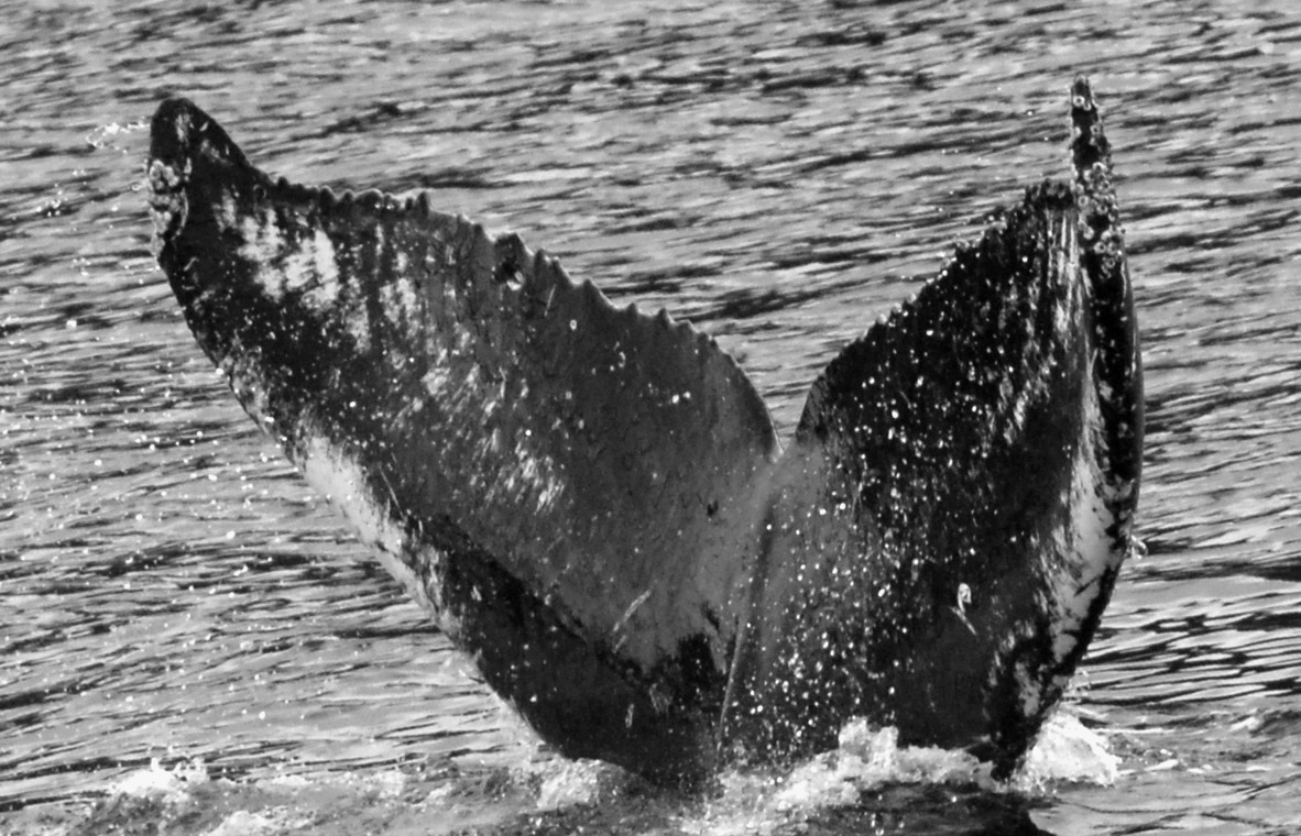 Fluke of BCY0702