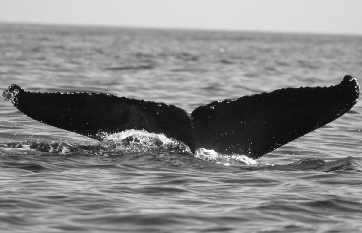 Fluke of BCX0687