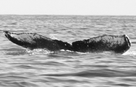 Fluke of BCY0669