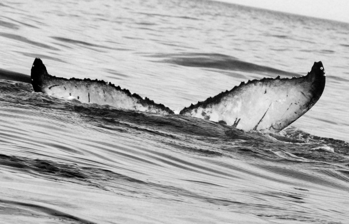 Fluke of BCZ0316