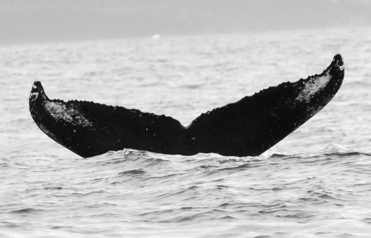 Fluke of BCX0421