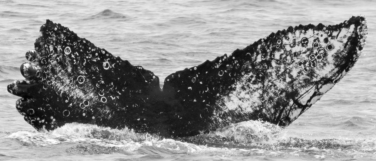 Fluke of Fingers (California)