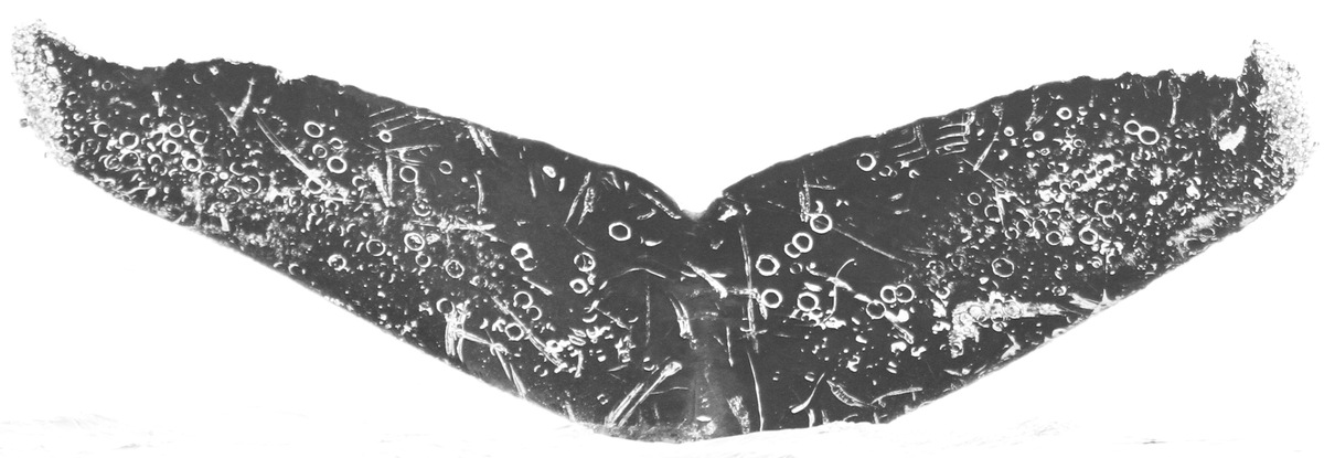 Fluke of Ione (Guerrero)