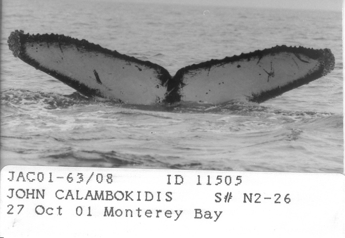 Fluke of CRC-11505