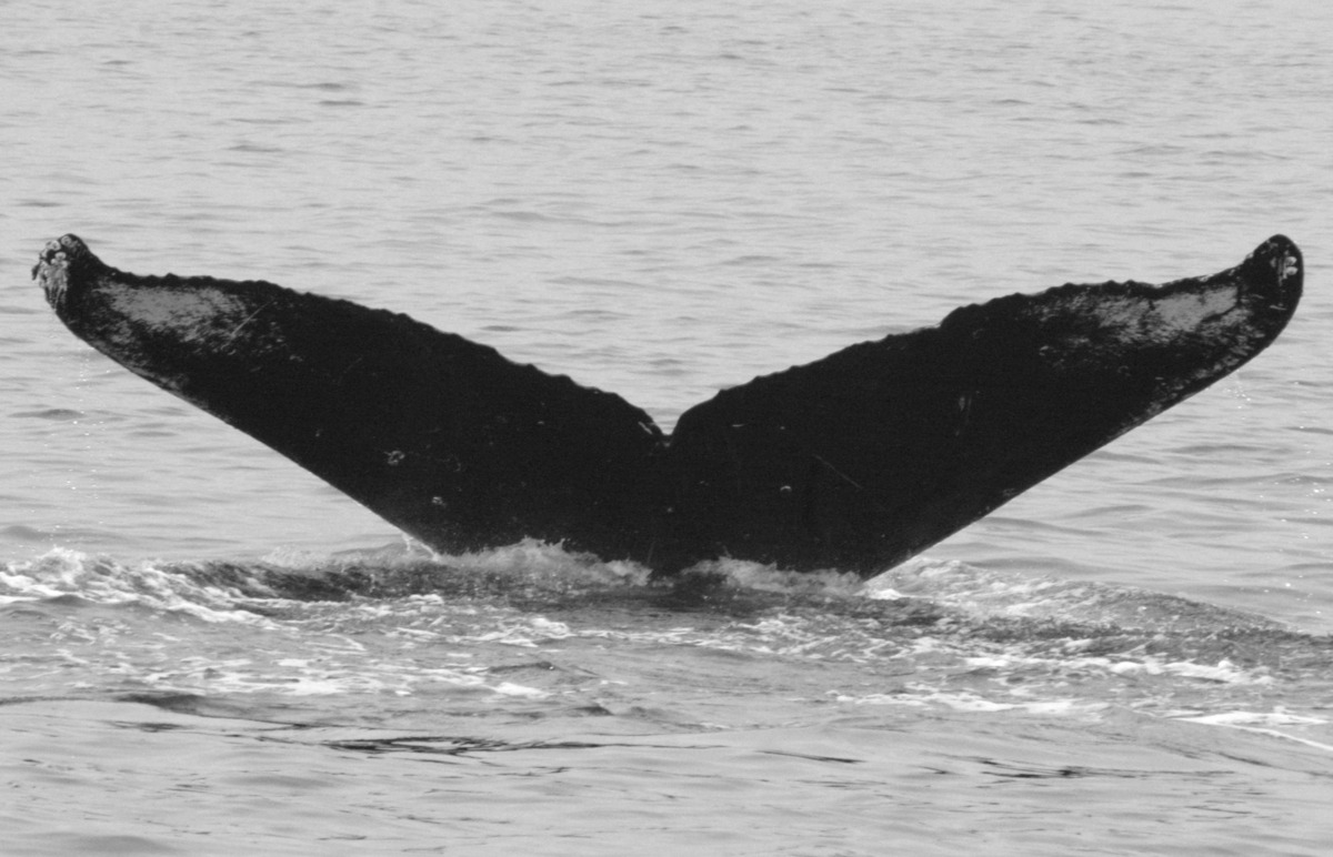 Fluke of BCY0062