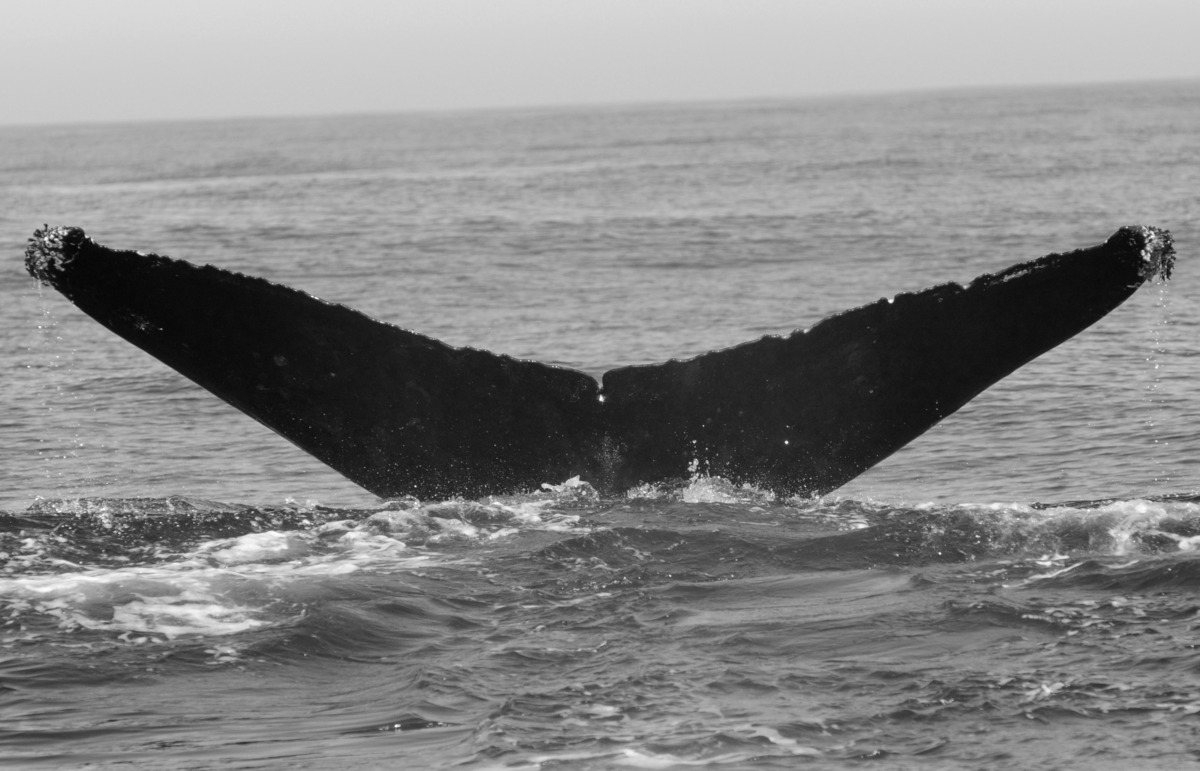 Fluke of BCX1294